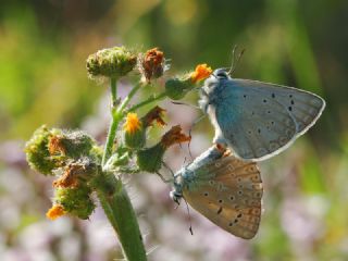 okgzl Edon Mavisi (Polyommatus aedon)