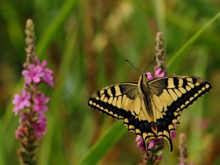 Krlangkuyruk (Papilio machaon)