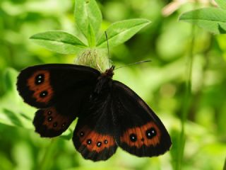 �sko� G�zelesmeri&nbsp;(Erebia&nbsp;aethiops)