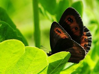 sko Gzelesmeri (Erebia aethiops)