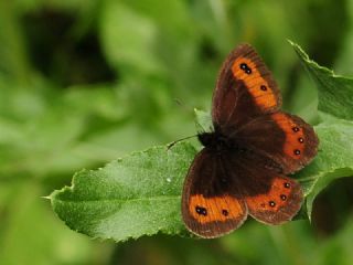 sko Gzelesmeri (Erebia aethiops)