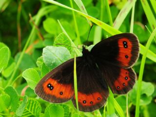 sko Gzelesmeri (Erebia aethiops)