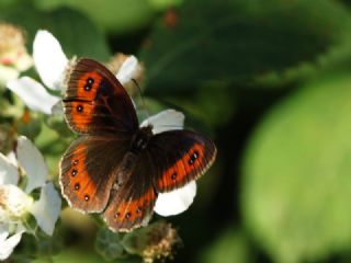 �sko� G�zelesmeri&nbsp;(Erebia&nbsp;aethiops)