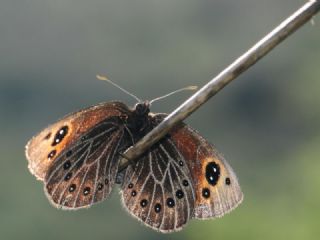 Uygur Gzelesmeri (Proterebia afra)