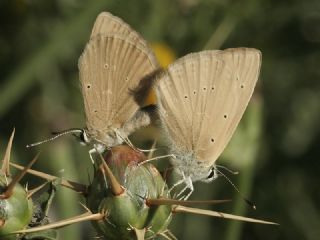 okgzl Anadolu Tyls (Polyommatus antidolus)