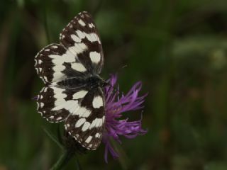 Orman Melikesi (Melanargia galathea)