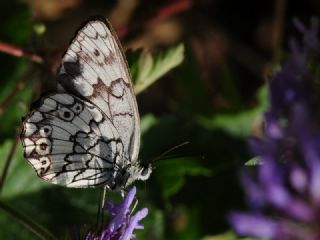 Orman Melikesi (Melanargia galathea)