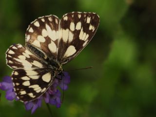 Orman Melikesi (Melanargia galathea)