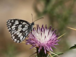 Orman Melikesi&nbsp;(Melanargia&nbsp;galathea)