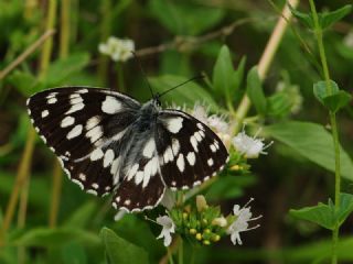 Orman Melikesi (Melanargia galathea)