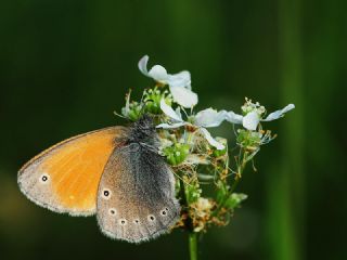 Kafkasya Zpzp Perisi (Coenonympha symphita)