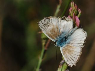 okgzl Anadolu Beyaz (Polyommatus menalcas)