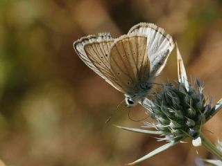okgzl Anadolu Beyaz (Polyommatus menalcas)