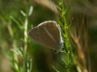 okgzl Anadolu Beyaz (Polyommatus menalcas)