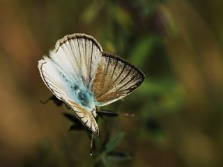 okgzl Anadolu Beyaz (Polyommatus menalcas)