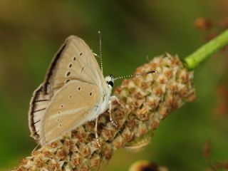 okgzl Anadolu Beyaz (Polyommatus menalcas)