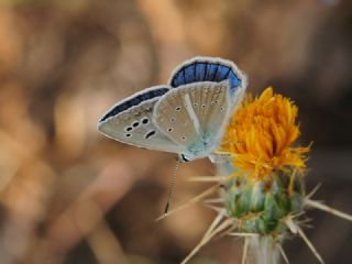 Azeri okgzls (Polyommatus aserbeidschanus)