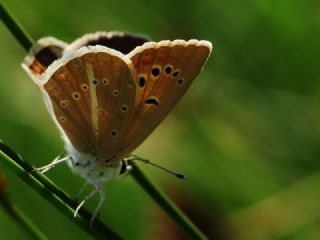 okgzl Amasya Esmeri (Polyommatus mithridates)