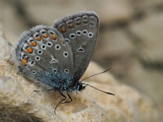 Trkmenistan Esmergz (Plebejus zephyrinus)