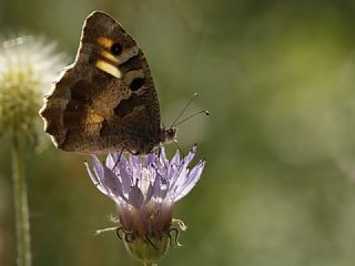 Cad (Chazara briseis)