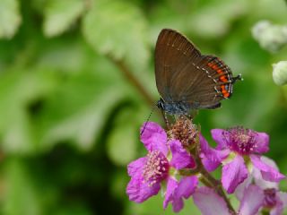 Byk Sevbeni (Satyrium ilicis)