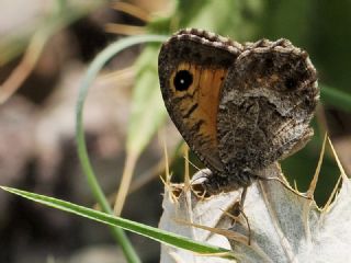 Seyit (Arethusana arethusa)