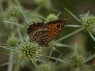 Seyit (Arethusana arethusa)
