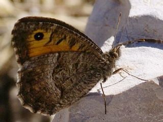 Seyit (Arethusana arethusa)