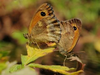 Pironiya (Pyronia tithonus)