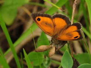 Pironiya (Pyronia tithonus)