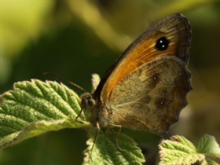 Pironiya&nbsp;(Pyronia&nbsp;tithonus)
