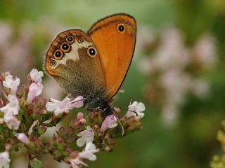 Funda Zpzp Perisi (Coenonympha arcania)