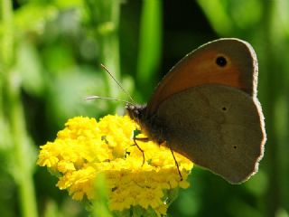 �ay�r Esmeri&nbsp;(Maniola&nbsp;jurtina)