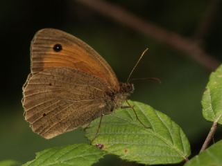 ayr Esmeri (Maniola jurtina)