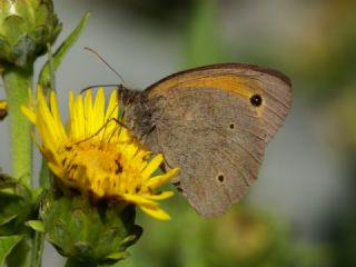 ayr Esmeri (Maniola jurtina)