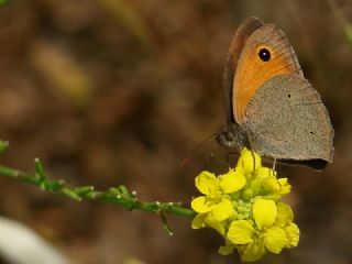 �ay�r Esmeri&nbsp;(Maniola&nbsp;jurtina)