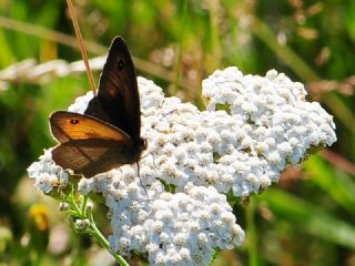 �ay�r Esmeri&nbsp;(Maniola&nbsp;jurtina)