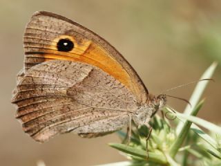 �ay�r Esmeri&nbsp;(Maniola&nbsp;jurtina)