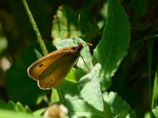 �ay�r Esmeri&nbsp;(Maniola&nbsp;jurtina)