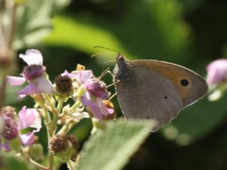 �ay�r Esmeri&nbsp;(Maniola&nbsp;jurtina)