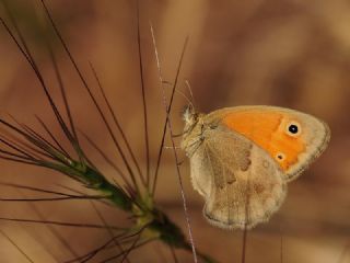 Kk Zpzp Perisi (Coenonympha pamphilus)