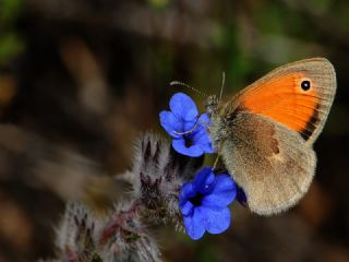 Kk Zpzp Perisi (Coenonympha pamphilus)