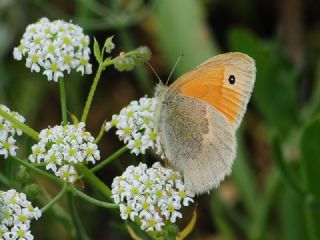K���k Z�pz�p Perisi&nbsp;(Coenonympha&nbsp;pamphilus)