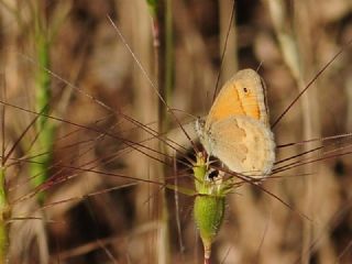 Kk Zpzp Perisi (Coenonympha pamphilus)