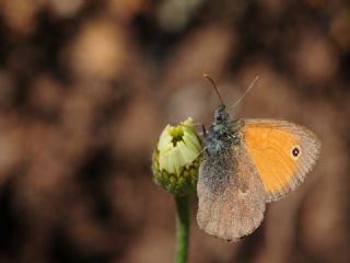 Kk Zpzp Perisi (Coenonympha pamphilus)