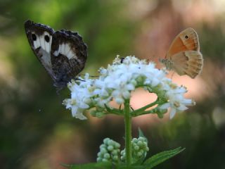 Kk Zpzp Perisi (Coenonympha pamphilus)