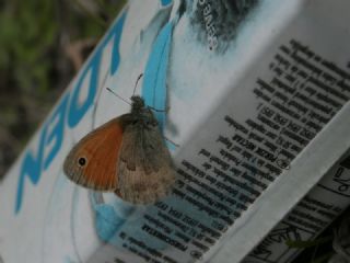 K���k Z�pz�p Perisi&nbsp;(Coenonympha&nbsp;pamphilus)