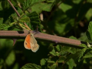 K���k Z�pz�p Perisi&nbsp;(Coenonympha&nbsp;pamphilus)