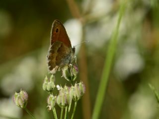K���k Z�pz�p Perisi&nbsp;(Coenonympha&nbsp;pamphilus)