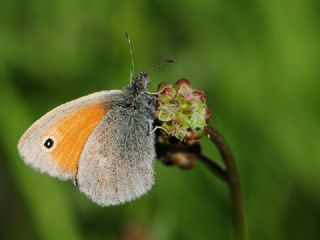 Kk Zpzp Perisi (Coenonympha pamphilus)